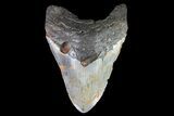 Bargain, Megalodon Tooth - North Carolina #82920-1